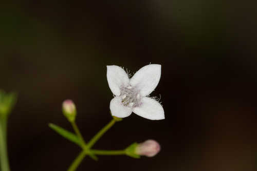 Houstonia ouachitana #8